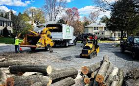 Best Tree Maintenance Programs  in Dennison, OH