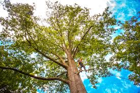 Tree and Shrub Care in Dennison, OH