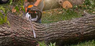 Best Stump Grinding and Removal  in Dennison, OH