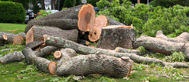 How Our Tree Care Process Works  in  Dennison, OH