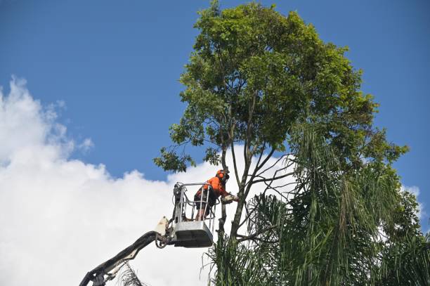 Best Tree Preservation Services  in Dennison, OH