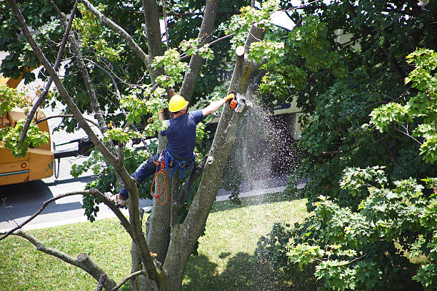 Best Hedge Trimming  in Dennison, OH