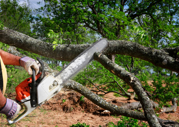 Best Lawn Dethatching  in Dennison, OH